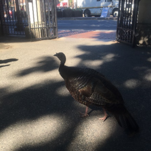 Harvard では、たまに野生の七面鳥と出くわすことがある。