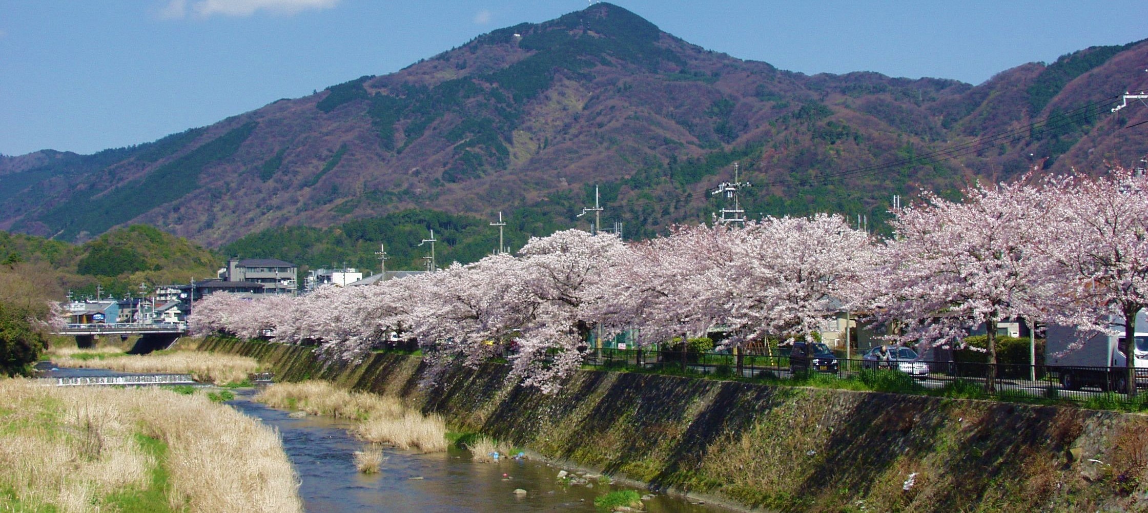 Cherry blossoms