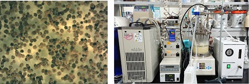 図4．（左）Aspergillus niger S17-5と（右）ジャー培養による生産実験