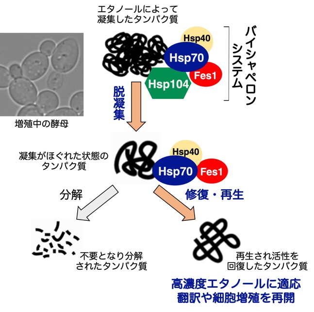 バイメカニズム