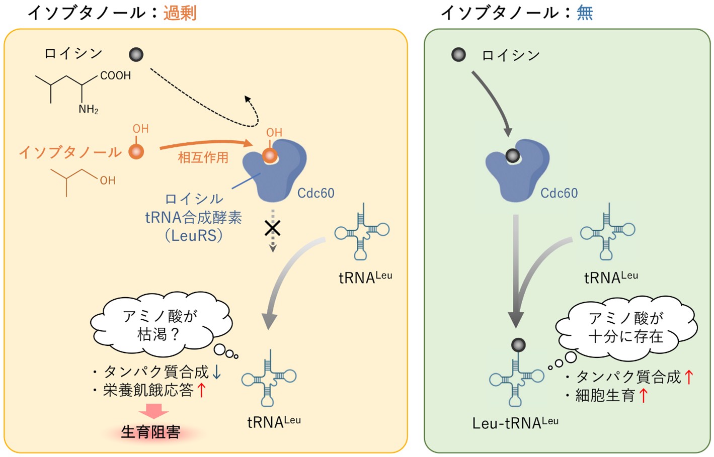 イソブタノールによる酵母の生育阻害メカニズムを解明～次世代バイオ燃料の高効率生産につながる新たな知見～